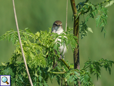 Drosselrohrsänger (Acrocephalus arundinaceus)