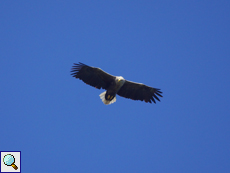 Seeadler (Haliaeetus albicilla)