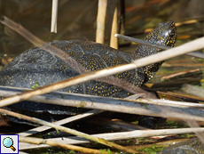 Europäische Sumpfschildkröte (Emys orbicularis)