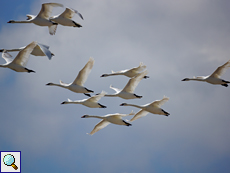 Höckerschwäne im Flug (Cygnus olor)