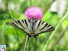 Segelfalter (Scarce Swallowtail, Iphiclides podalirius)