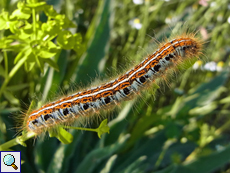 Raupe des Wolfsmilch-Ringelspinners (Ground Lackey, Malacosoma castrensis)