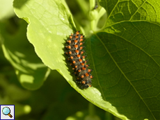 Raupe des Osterluzeifalters (Southern Festoon, Zerynthia polyxena)