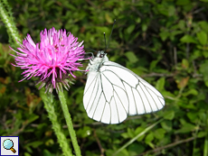 Baumweißling (Black-veined White, Aporia crataegi)