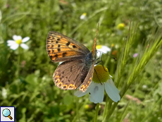 Brauner Feuerfalter (Sooty Copper, Lycaena tityrus)