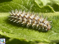 Raupe des Roten Scheckenfalters (Spotted Fritillary, Melitaea didyma)