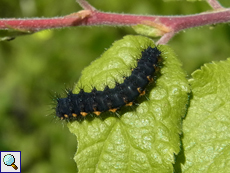 Raupe des Südlichen Kleinen Nachtpfauenauges (Saturnia pavoniella)