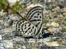 Tarucus balkanicus