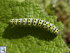 Raupe des Königskerzen-Mönchs (Mullein Moth, Shargacucullia verbasci)