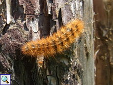 Raupe des Parasitären Bärs (Ocnogyna parasita)