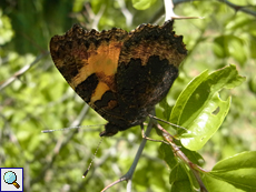 Kleiner Fuchs (Small Tortoiseshell, Aglais urticae)