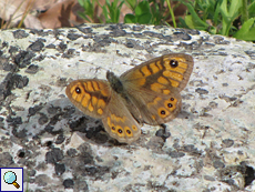 Mauerfuchs (Wall Brown, Lasiommata megera)