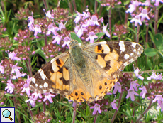 Distelfalter (Painted Lady, Vanessa cardui)