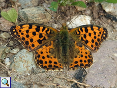 Kleiner Perlmutterfalter (Queen of Spain fritillary, Issoria lathonia)