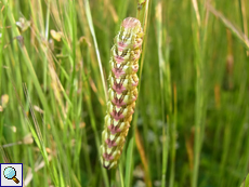 Raupe des Kamillen-Mönchs (Chamomile Shark, Cucullia chamomillae)