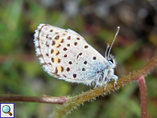 Östlicher Quendelbläuling (Eastern Baton Blue, Pseudophilotes vicrama)