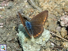Weiblicher Kleiner Esparsetten-Bläuling (Chapman's Blue, Polyommatus thersites)