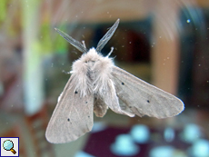 Männlicher Graubär (Muslin Moth, Diaphora mendica)