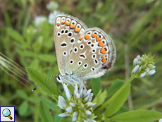 Hauhechel-Bläuling (Common Blue, Polyommatus icarus)