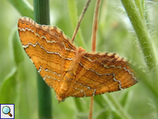 Ockergelber Blattspanner (Yellow Shell, Camptogramma bilineata)