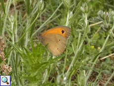 Großes Ochsenauge (Meadow Brown, Maniola jurtina)