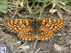 Skabiosen-Scheckenfalter (Marsh Fritillary, Euphydryas aurinia)