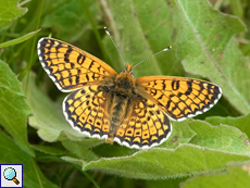 Skabiosen-Scheckenfalter (Marsh Fritillary, Euphydryas aurinia)