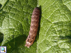 Raupe der Breitflügeligen Bandeule (Lesser Yellow Underwing, Noctua comes)