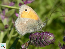 Kleines Wiesenvögelchen (Small Heath, Coenonympha pamphilus)