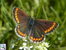 Kleiner Sonnenröschen-Bläuling (Brown Argus, Aricia agestis)