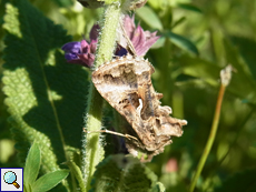 Gammaeule (Silver Y, Autographa gamma)