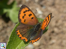 Kleiner Feuerfalter (Small Copper, Lycaena phlaeas)