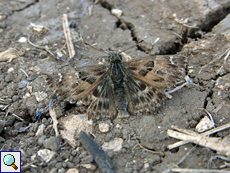 Malven-Dickkopffalter (Mallow Skipper, Carcharodus alceae)