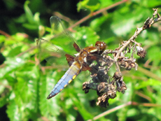 Männlicher Plattbauch (Broad-bodied Chaser, Libellula depressa)