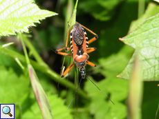 Rote Mordwanze (Rhynocoris iracundus)