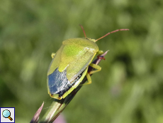 Ginster-Baumwanze (Gorse Shieldbug, Piezodorus lituratus)