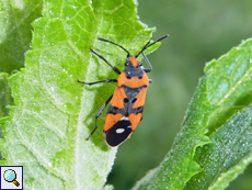 Ritterwanze (Black-and-red-Bug, Lygaeus equestris)