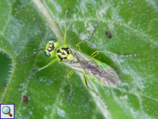 Grüne Blattwespe (Green Sawfly, Rhogogaster viridis)