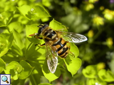 Totenkopfschwebfliege (Myathropa florea)