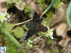 Zickzacklinien-Trauerschweber (Zigzag Bee Fly, Hemipenthes morio)