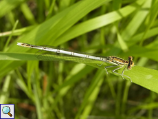 Blaue Federlibelle (White-legged Damselfly, Platycnemis pennipes)