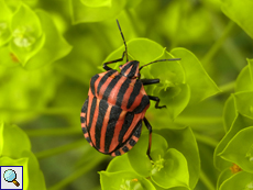 Streifenwanze (Striped Shieldbug, Graphosoma italicum)