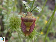 Purpur-Baumwanze (Carpocoris purpureipennis)