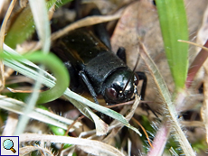 Männliche Feldgrille (Field Cricket, Gryllus campestris)