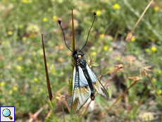 Männlicher Weißer Schmetterlingshaft (Libelloides lacteus)