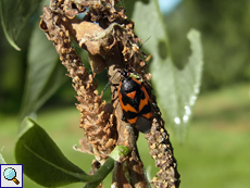 Dreigestreifte Weichwanze (Deraeocoris trifasciatus)