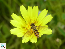 Hainschwebfliege (Marmalade Hoverfly, Episyrphus balteatus)