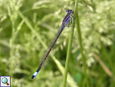 Große Pechlibelle (Blue-tailed Damselfly, Ischnura elegans)