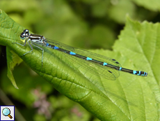 Männliche Fledermaus-Azurjungfer (Variable Damselfly, Coenagrion pulchellum)