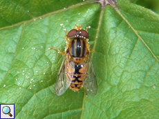 Helle Teichrandschwebfliege (Parhelophilus frutetorum)